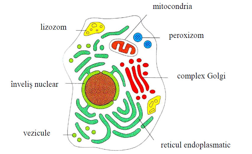 Endomembranele organitelor unei celule