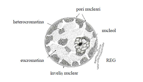 Schema nucleului interfazic