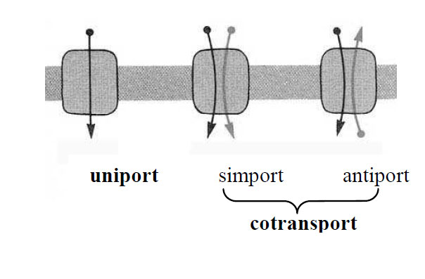 Scheme de transport uniport si cotransport