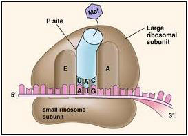 Structura ribozomilor