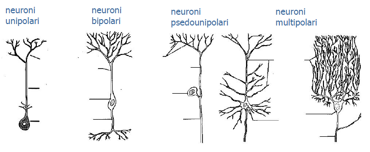 Clasificarea neuronilor din punct de vedere structural