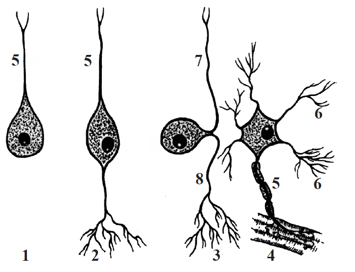 Tipuri de neuroni