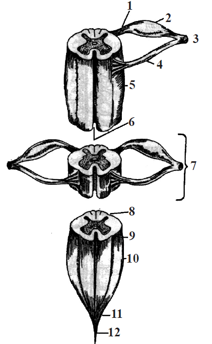 Desen al elementelor de suprafață ale măduvei spinării