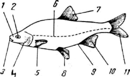 Structura anatomica a peştelui
