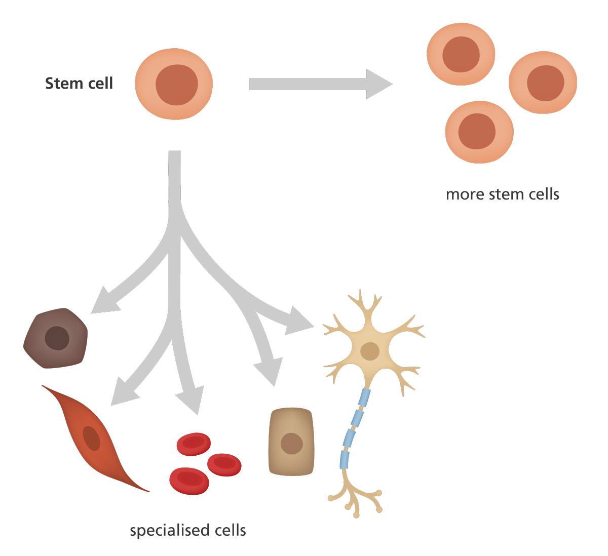 Celulă stem care dă naștere la mai multe celule