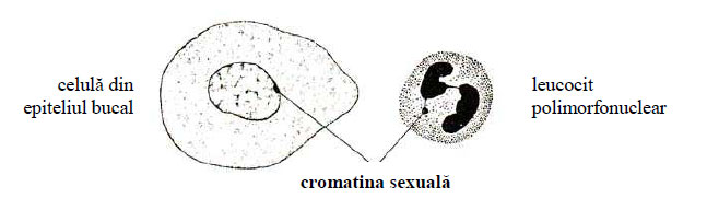  Aspectul cromatinei sexuale în epiteliul bucal si într-un leucocit polimorfonuclear