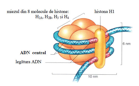 Componentele nucleozomului