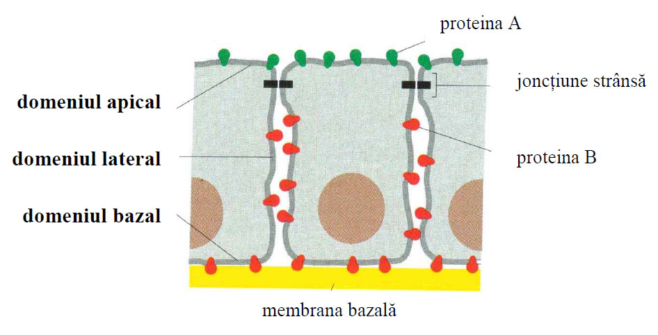 Domeniile membranare ale celulei