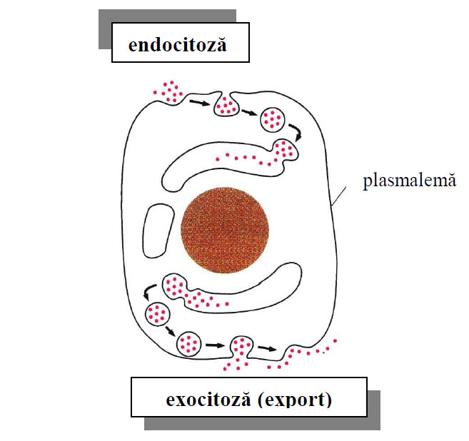 Endocitoza si exocitoza