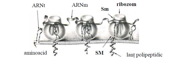 Poliribozomi atasati la membrana reticulului endoplasmatic granular