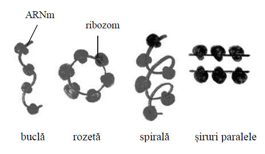 Forme de grupare ale poliribozomilor
