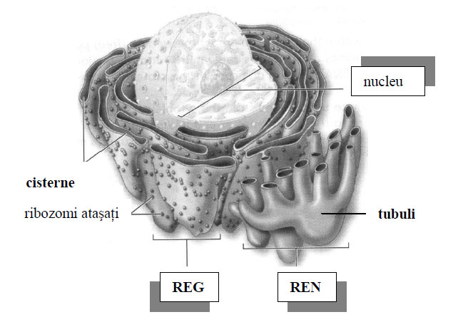 Schiţă a reticulului endoplasmatic neted şi granular