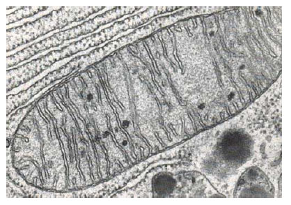 Mitocondrie în celulă pancreatică de liliac