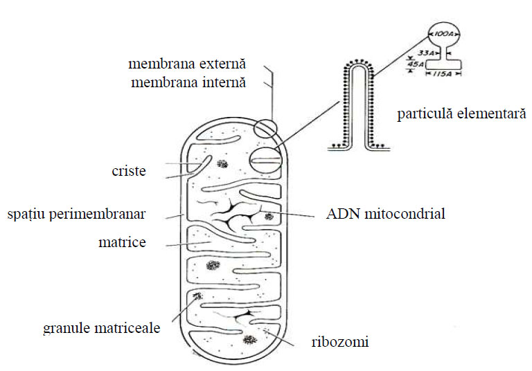 Reprezentare schematică a componentelor structurale din mitocondrie