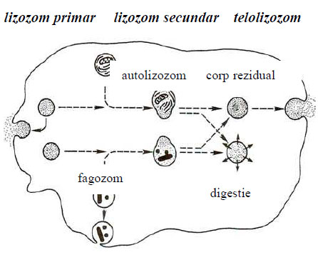 Tipuri de lizozomi
