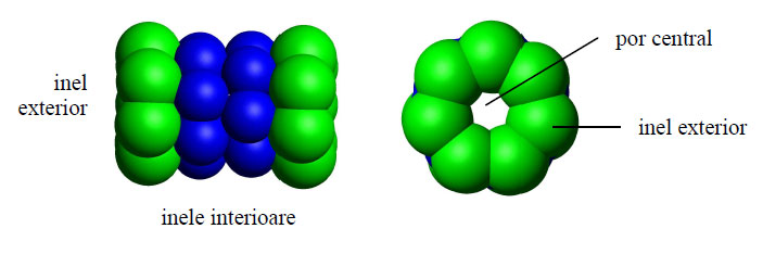 Proteazom 20S, model 3D (ansamblu şi transversal)