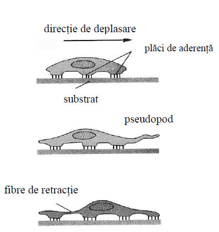 Schemă reprezentând deplasarea unor celule cu ajutorul pseudopodelor