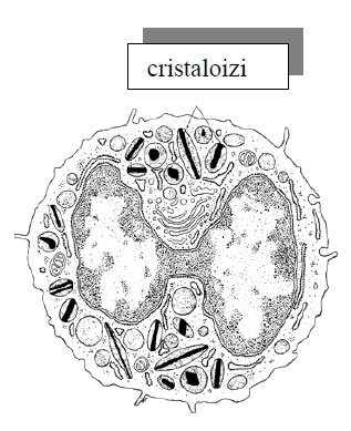 Eozinofil cu cristaloizi în granulele specifice