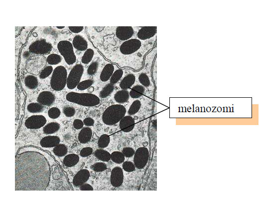 Melanozomi ce contin melanina din piele