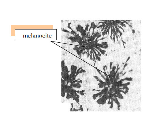 Celule pigmentare (melanocite) din solz de peste