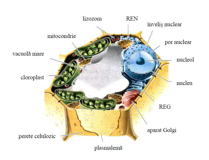 Schema unei celule vegetale