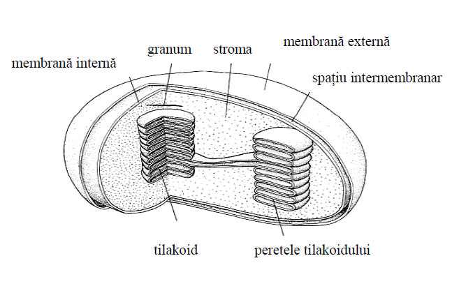 Schiţa structurii unui cloroplast