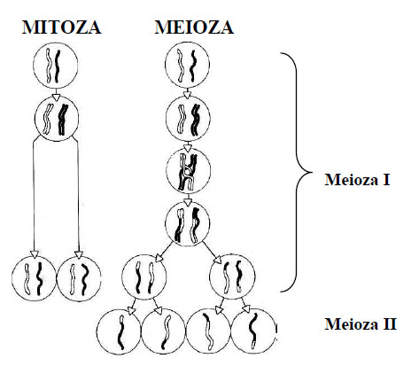Comparare între mitoză si meioză