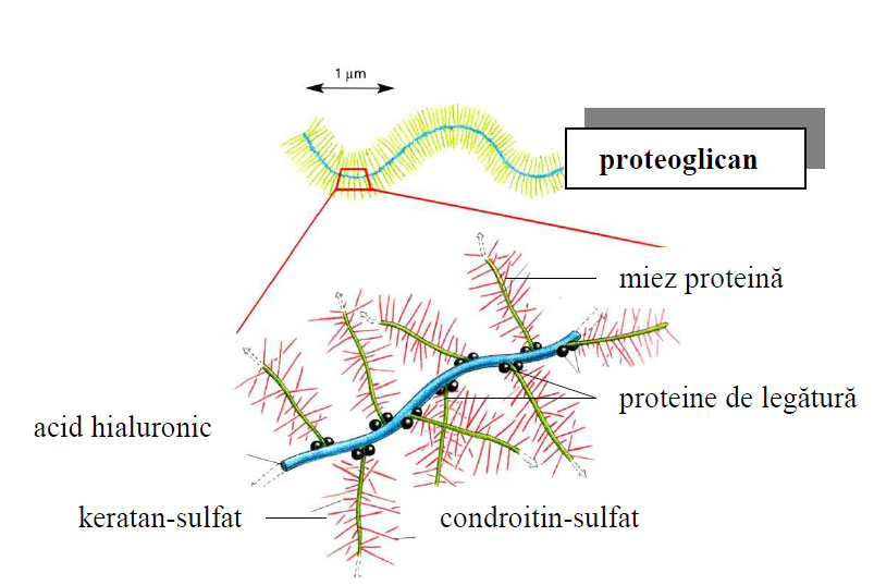 Agregarea unei macromolecule de proteoglicani