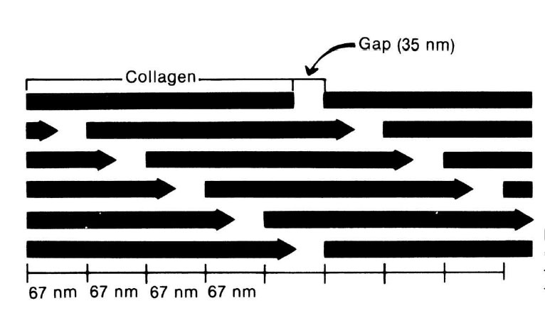 Diagrama împachetării moleculelor polarizate de colagen din care rezultă structura periodică tipică