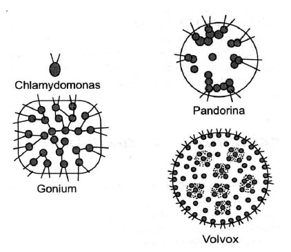 Evoluţia de la organisme unicelulare la organisme multicelulare prin asociere, sub formă de colonii