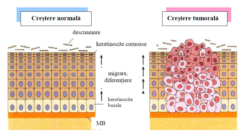 Multiplicarea şi creşterea celulară în ţesut epitelial normal şi tumoral din piele