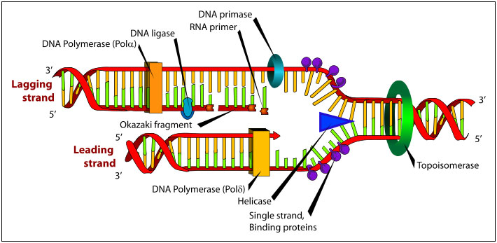 Mecanismul replicării ADN