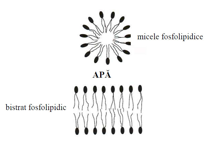 În mediu apos, fosfolipidele se organizează spontan în micele sau bistrat lipidic