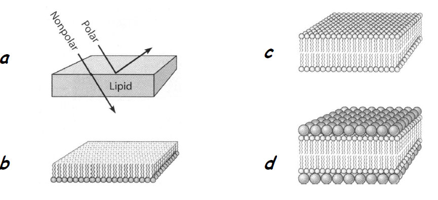 Modele de membrană