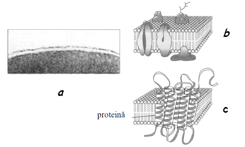 Modele de membrană