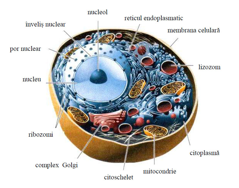 Schema unei celule eucariote
