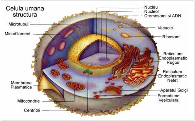 Structura celulei umane