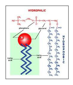 Structura generală a unui fosfolipid