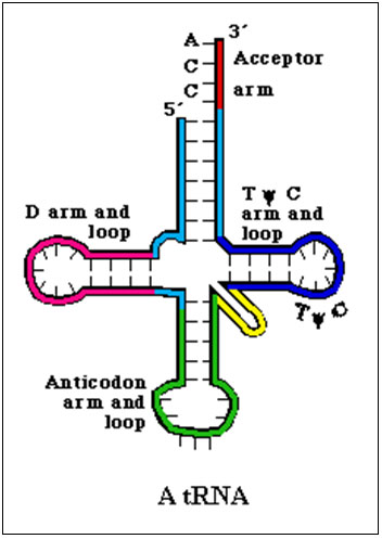 Structura moleculei de ARNt
