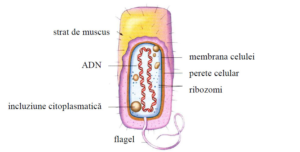 Schema unei celule procariote