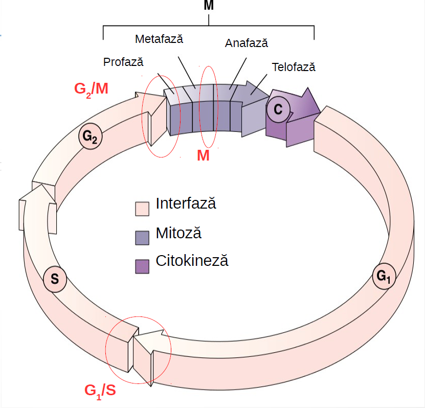 Ciclul de viaţă al celulelor eucariote