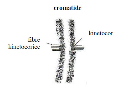 Model de cromozom metafazic