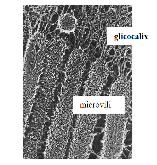 Microvili celule din epiteliul intestinal