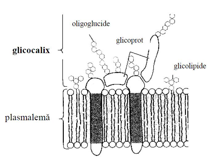 Reprezentare schematică a glicocalixului