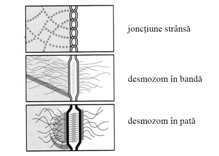 Reprezentare schematică a unor jonctiuni intercelulare