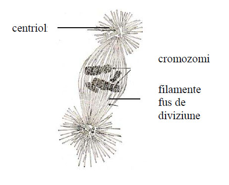 Fus de diviziune cu microtubuli