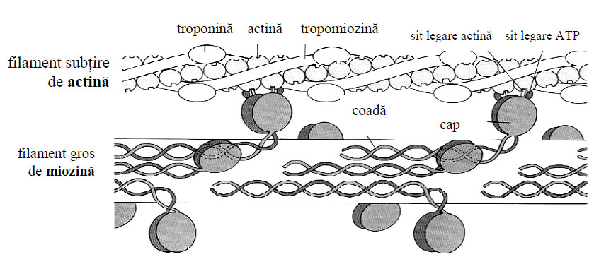 Schema interacţiunii miozinei cu actina şi prezenţa proteinelor de asociere ale actinei