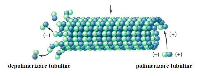 Polimerizarea si depolimerizarea subunitătilor tubuline într-un microtubul