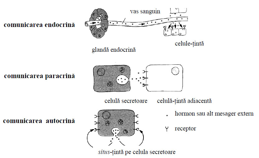 Semnale extracelulare la celulele animale