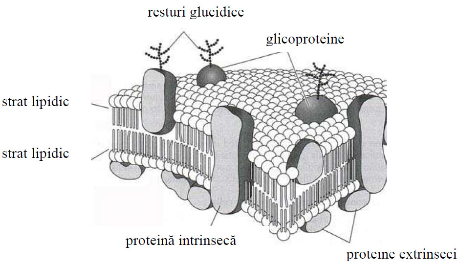 Schita structurii unei membrane biologice